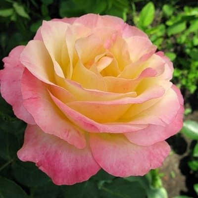 Троянда чайно-гібридна Глорія Дей 4821000039571 фото