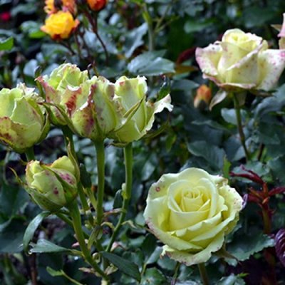 Роза спрей Лувіана (Luviana), шт 2230000005172 фото