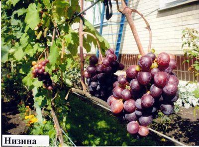 Виноград Низина, шт