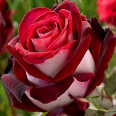 Троянда чайно-гібридна Госпель (Gospel) 4821000049617 фото