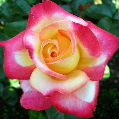 Троянда чайно-гібридна Інджой, шт 2930000001470 фото