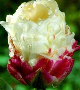 Тюльпан Ice Cream, шт
