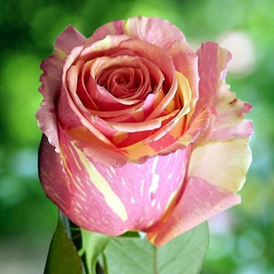 Троянда чайно-гібридна Фієста (Fiesta), шт 2230000005509 фото