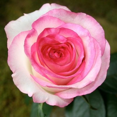 Троянда чайно-гібридна Дольче Віта Нова 4821000046999 фото