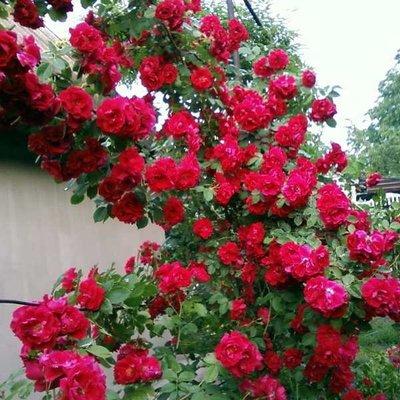 Троянда паркова Симпати, шт 2930000037806 фото