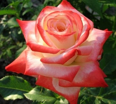 Троянда чайно-гібридна Імператриця (Imperatrice) 4821000049624 фото