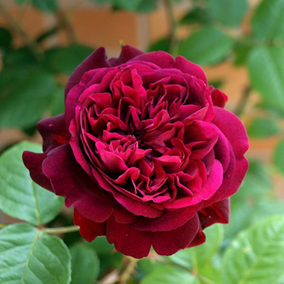 Троянда англійська Вільям Шекспір (William Shakespeare), шт 2230000005516 фото