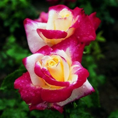 Роза чайно-гибридная Дабл Делайт, шт 2930000001449 фото