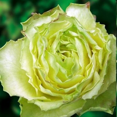 Троянда чайно-гібридна Ківі 4821000039588 фото
