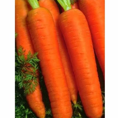 Насіння моркви Канада F1, 400 шт (зіппер) 4821000051948 фото